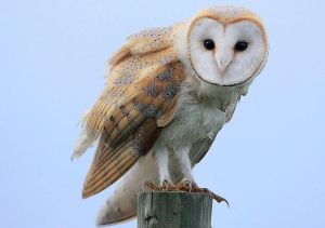 Barn owl Barn owl