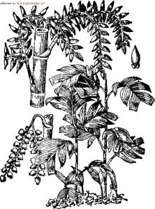 變色山檳榔 變色山檳榔