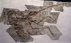 千禧中國鳥龍的化石