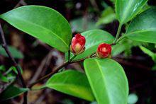 黑老虎[木蘭目五味子科植物]