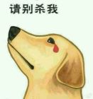 面臨狗肉節的狗狗們的心聲:“請別殺我”