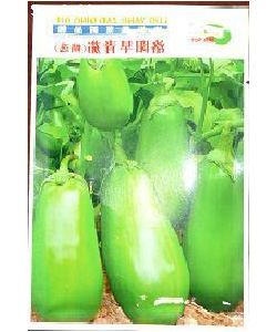 洛陽青茄 洛陽青茄