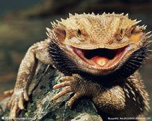 蜥蜴[蜥蜴目蜥蜴科動物]