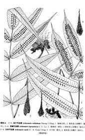 灰背節肢蕨 灰背節肢蕨