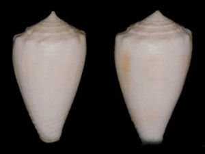 蜂蜜色雲朵芋螺