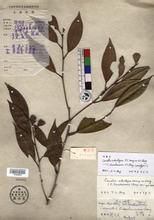 斑葉離蕊茶 斑葉離蕊茶