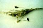 （圖）小麥印度腥黑穗病菌