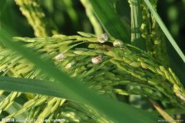 水稻稻曲病