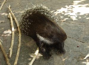 （圖）掃尾豪豬