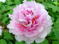 洛陽花王賦 洛陽花王賦