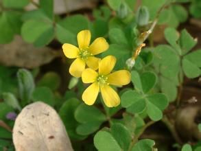 黃花酢醬草 黃花酢醬草