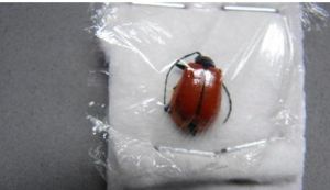 紅翅柱螢葉甲 紅翅柱螢葉甲