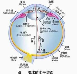 人類思維精準教育
