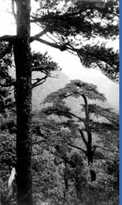 花坪自然保護區