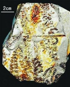 植物龐貝城 植物龐貝城