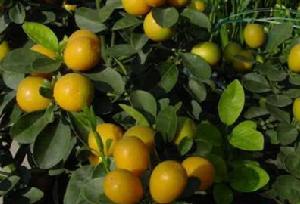 （圖）脆皮金桔