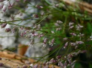 Silene asclepiadea Franch. 掌脈蠅子草