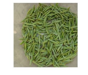 西山碧螺春 西山碧螺春