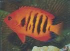 繡紅刺尻魚