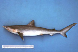 大西洋斜鋸牙鯊 大西洋斜鋸牙鯊