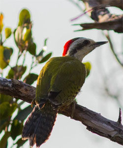 大紅腹啄木鳥 大紅腹啄木鳥