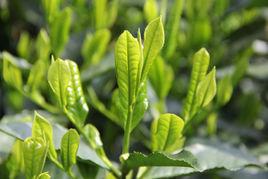黃山太平猴魁 黃山太平猴魁