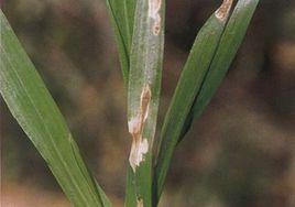 小麥蠕孢葉斑根腐病 小麥蠕孢葉斑根腐病