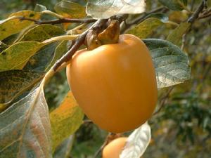 張莊牛心柿 張莊牛心柿