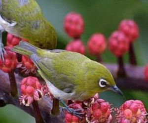 諾福克島繡眼鳥
