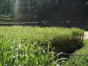 麻園自然村[牛街鎮南廠村下轄自然村]