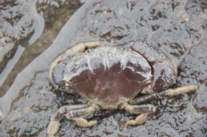 皺紋團扇蟹 皺紋團扇蟹