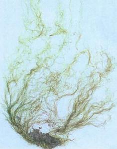 剛毛藻科 剛毛藻科