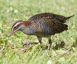 紅眼斑秧雞 紅眼斑秧雞