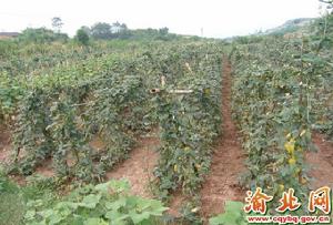 木耳鎮[重慶市]