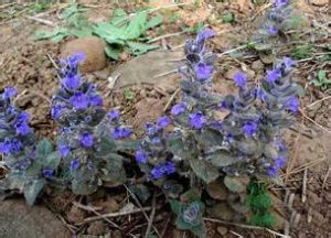 雪花香茶菜 雪花香茶菜