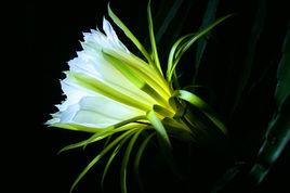 火龍果花 火龍果花