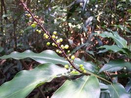 柏拉木組 柏拉木組