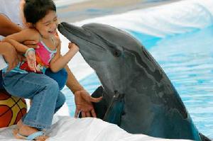 親親海豚 親親海豚