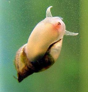 吳川沙螺 吳川沙螺