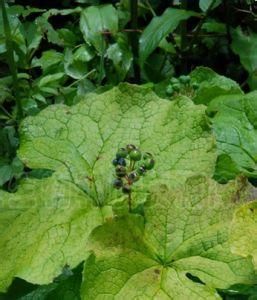 地方山荷葉 地方山荷葉