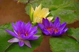 九品香蓮 九品香蓮