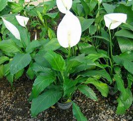 綠巨人[植物名稱]