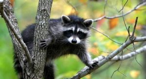 花面狸指名亞種 花面狸指名亞種