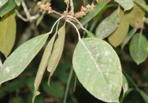 褐毛杜英 褐毛杜英