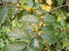 長葉綠柴 長葉綠柴