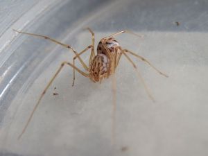 花皮蛛科 花皮蛛科