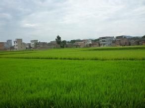 黃祖江村 黃祖江村