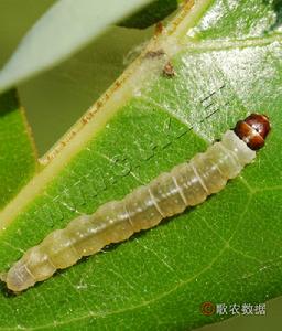 茶長捲葉蛾 茶長捲葉蛾