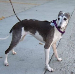 義大利靈緹犬 義大利靈緹犬