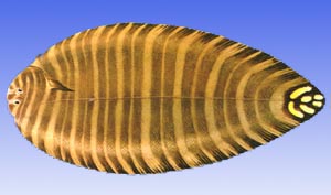 海洋生物--條鰨 海洋生物--條鰨